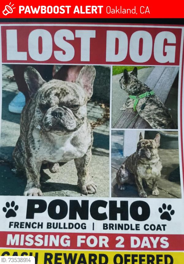 Lost Male Dog last seen E22nd street, Oakland, CA 94606