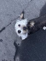 Found/Stray Unknown Dog last seen San Jose and Scott, Fresno County, CA 93711