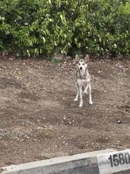 Found/Stray Unknown Dog last seen Hacienda Blvd and Dodrill Drive, Hacienda Heights, CA 91745