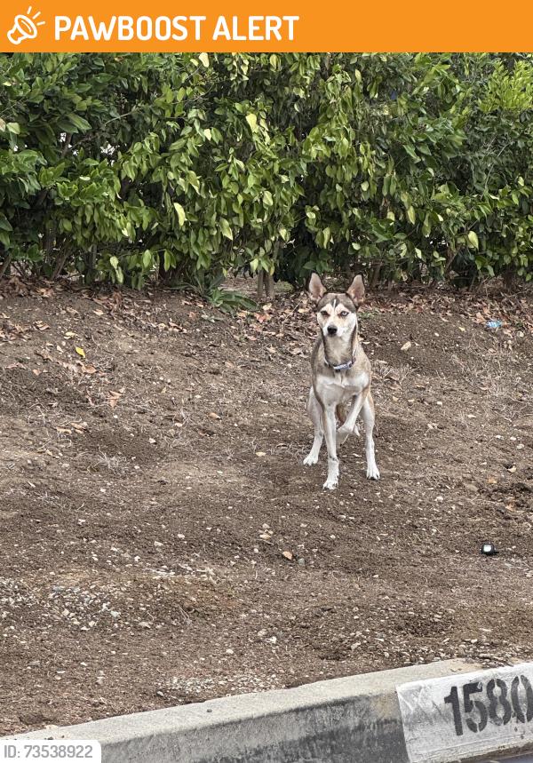Found/Stray Unknown Dog last seen Hacienda Blvd and Dodrill Drive, Hacienda Heights, CA 91745