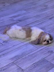Reunited Female Dog last seen Near Nye St, Las Vegas, NV 89106, USA, Las Vegas, NV 89106