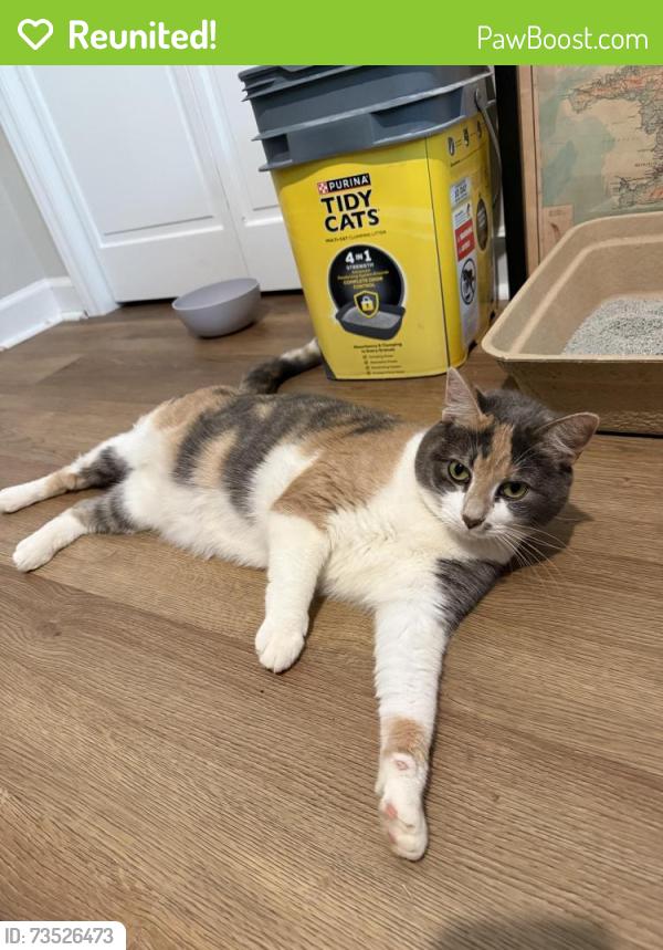 Reunited Female Cat last seen Flintlock Valley Shooting Range, Uwharrie, NC 27371