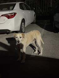 Found/Stray Male Dog last seen Fifty02 westover hills apmts, San Antonio, TX 78251