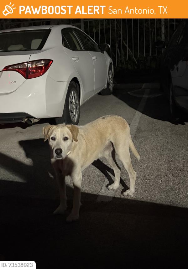 Found/Stray Male Dog last seen Fifty02 westover hills apmts, San Antonio, TX 78251
