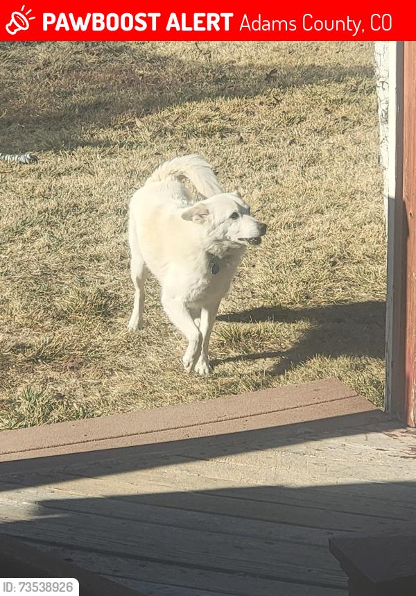 Lost Male Dog last seen 123rd and Holly St, Adams County, CO 80602