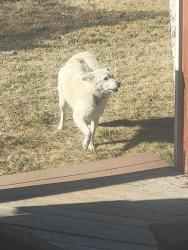 Lost Male Dog last seen 123rd and Holly St, Adams County, CO 80602