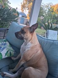 Lost Female Dog last seen Ashlan and Academy, Sanger, CA 93657