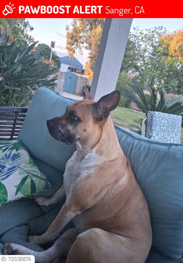 Lost Female Dog last seen Ashlan and Academy, Sanger, CA 93657