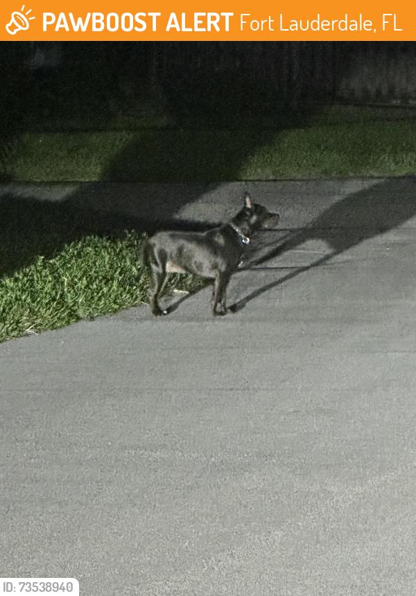 Found/Stray Unknown Dog last seen NE 28th Avenue Fort Lauderdale, Fort Lauderdale, FL 33308