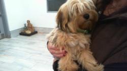 Shelter Stray Male Dog last seen CHARLOTTE, 8315 Byrum Dr, Charlotte, NC 28217, USA
