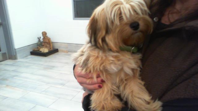 Shelter Stray Male Dog last seen CHARLOTTE, 8315 Byrum Dr, Charlotte, NC 28217, USA