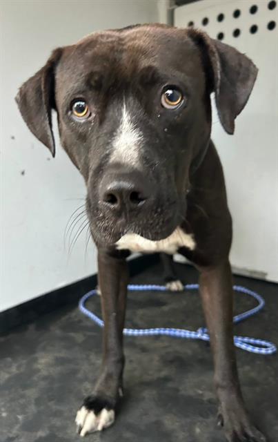 Shelter Stray Male Dog last seen Near BLK JEFFERSON ST, BAKERSFIELD, CA, 201 S Mt Vernon Ave, Bakersfield, CA 93307, USA