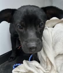 Shelter Stray Female Dog last seen E PLANZ RD / MADISON ST, BAKERSFIELD, CA, 201 S Mt Vernon Ave, Bakersfield, CA 93307, USA