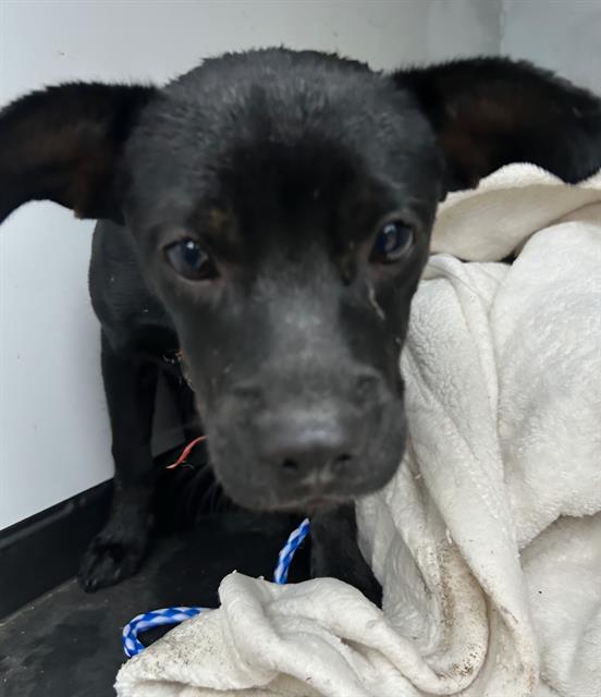 Shelter Stray Female Dog last seen E PLANZ RD / MADISON ST, BAKERSFIELD, CA, 201 S Mt Vernon Ave, Bakersfield, CA 93307, USA