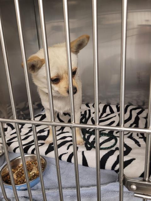 Shelter Stray Male Dog last seen Near BLOCK 160TH AVE SE, BELLEVUE WA 98008, 21615 64th Ave S, Kent, WA 98032, USA