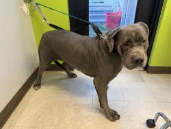 Shelter Stray Female Dog last seen Near BLOCK 110TH AVE SE, NEWCASTLE WA 98056, 21615 64th Ave S, Kent, WA 98032, USA