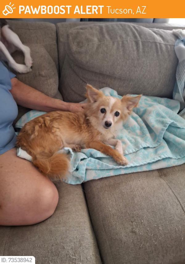 Found/Stray Female Dog last seen Lakeside park, Tucson, AZ 85730