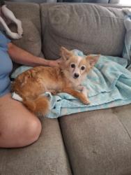Found/Stray Female Dog last seen Lakeside park, Tucson, AZ 85730
