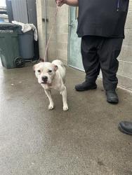 Shelter Stray Female Dog last seen CARMELITA AVE & RIO LINDA BLVD, 2127 Front St, Sacramento, CA 95818, USA