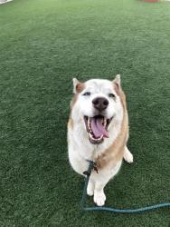 Shelter Stray Male Dog last seen Near BLOCK E ACACIA AVE, FRESNO CA 93726 0909, 5277 E Airways Blvd, Fresno, CA 93727, USA
