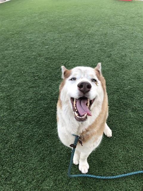 Shelter Stray Male Dog last seen Near BLOCK E ACACIA AVE, FRESNO CA 93726 0909, 5277 E Airways Blvd, Fresno, CA 93727, USA