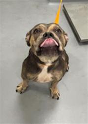 Shelter Stray Female Dog last seen CAWSTON/ ESPLANADE, 581 S Grand Ave, San Jacinto, CA 92582, USA