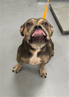 Shelter Stray Female Dog last seen CAWSTON/ ESPLANADE, 581 S Grand Ave, San Jacinto, CA 92582, USA