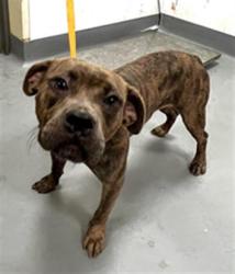 Shelter Stray Female Dog last seen CAWSTON/ ESPLANADE, 581 S Grand Ave, San Jacinto, CA 92582, USA