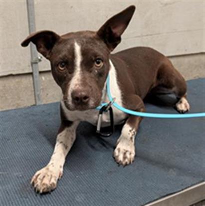 Shelter Stray Female Dog last seen , 600 Aviation Dr, Camarillo, CA 93010, USA