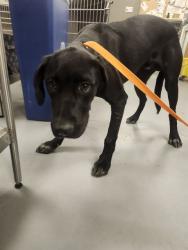 Shelter Stray Male Dog last seen Near BLOCK CA-74, HEMET, CA, 581 S Grand Ave, San Jacinto, CA 92582, USA