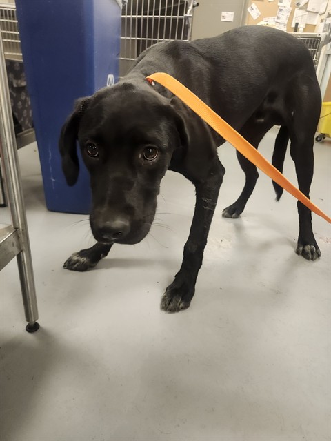 Shelter Stray Male Dog last seen Near BLOCK CA-74, HEMET, CA, 581 S Grand Ave, San Jacinto, CA 92582, USA
