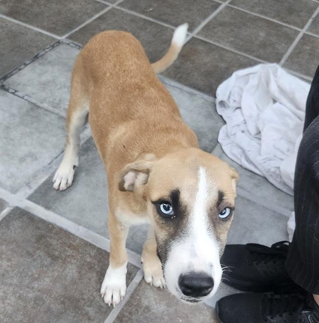 Shelter Stray Female Dog last seen Near BLOCK RIVERDALE, 4710 TX-151, San Antonio, TX 78227, USA