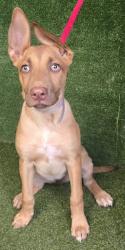 Shelter Stray Female Dog last seen , 5210 W Ave I, Lancaster, CA 93536, USA