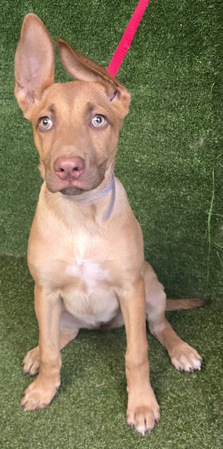 Shelter Stray Female Dog last seen , 5210 W Ave I, Lancaster, CA 93536, USA