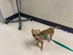 Shelter Stray Female Dog last seen Near BLOCK N 76TH ST, 3839 W Burnham St, West Milwaukee, WI 53215, USA