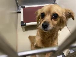 Shelter Stray Female Dog last seen Near BLOCK N 76TH ST, 3839 W Burnham St, West Milwaukee, WI 53215, USA