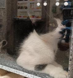 Shelter Stray Female Cat last seen ELK GROVE FLORIN RD / BOND RD, 9150 Union Park Way, Elk Grove, CA 95624, USA