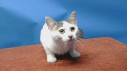 Shelter Stray Female Cat last seen , 216 W Victoria St, Gardena, CA 90248, USA