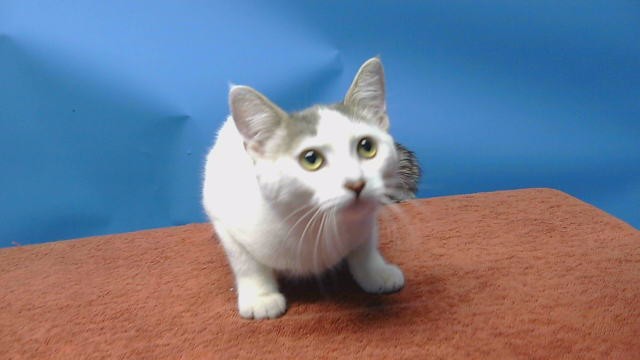 Shelter Stray Female Cat last seen , 216 W Victoria St, Gardena, CA 90248, USA
