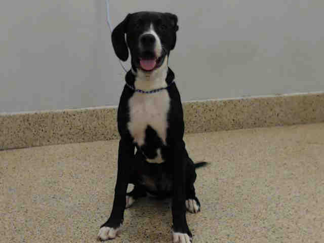 Shelter Stray Male Dog last seen Near BLOCK W DIXIE HWY, 3599 NW 79th Ave, Doral, FL 33122, USA