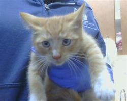 Shelter Stray Male Cat last seen DEL PASO RD/KENMAR RD, 95834, 3839 Bradshaw Rd, Sacramento, CA 95827, USA