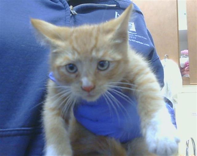 Shelter Stray Male Cat last seen DEL PASO RD/KENMAR RD, 95834, 3839 Bradshaw Rd, Sacramento, CA 95827, USA
