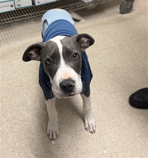 Shelter Stray Male Dog last seen Near BLOCK CHESTER AVE, BAKERSFIELD CA 93301, 3951 Fruitvale Ave, Bakersfield, CA 93308, USA