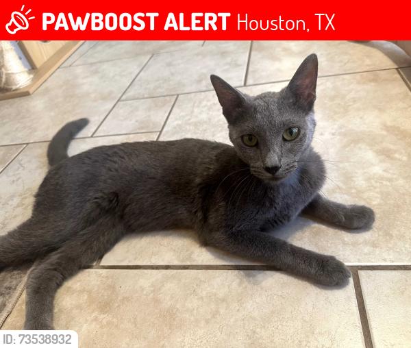 Lost Female Cat last seen Stroud and Bintliff, Houston, TX 77074