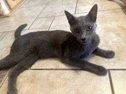 Lost Female Cat last seen Stroud and Bintliff, Houston, TX 77074