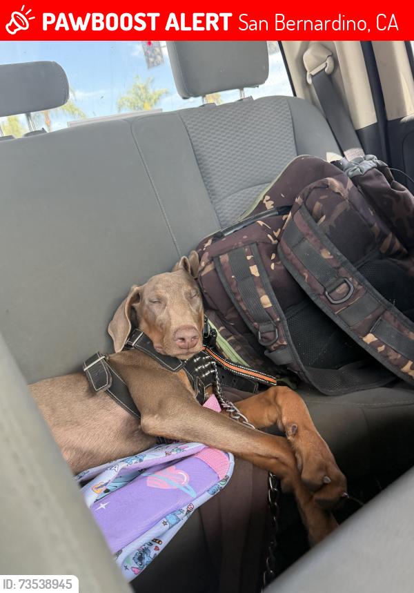 Lost Female Dog last seen Near N Waterman Ave San Bernardino, CA 92410 United States, San Bernardino, CA 92410