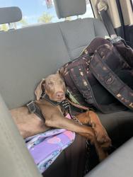 Lost Female Dog last seen Near N Waterman Ave San Bernardino, CA 92410 United States, San Bernardino, CA 92410