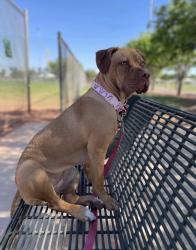 Reunited Female Dog last seen Dysart and Thomas, Avondale, AZ 85392