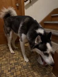 Found/Stray Male Dog last seen 85th and center, Milwaukee, WI 53222