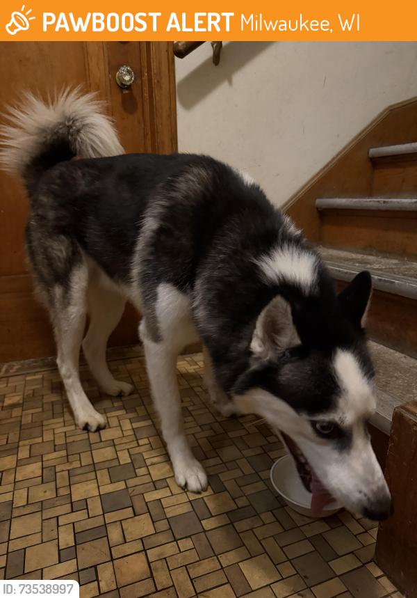 Found/Stray Male Dog last seen 85th and center, Milwaukee, WI 53222